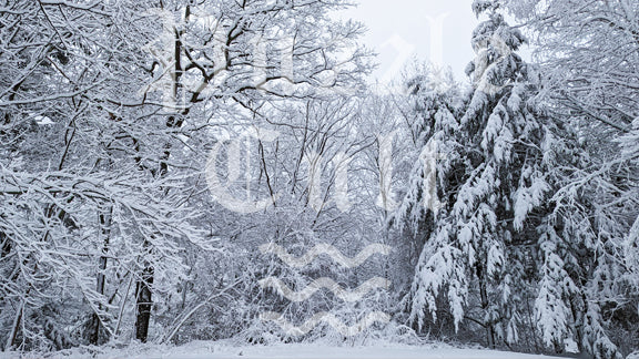 Snowy Trees - Saco Maine - Wood Jigsaw Puzzle - Traditional Series