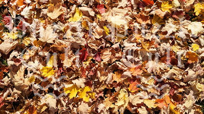 Fall Leaves - Wood Jigsaw Puzzle - Microscene Series